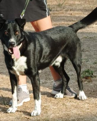ROMOLO 3 anni taglia media 25/30 kg