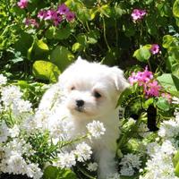 Maltese Disponibile trequartidiluna