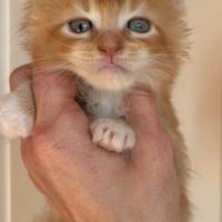 Maine coon pedigree ANFI