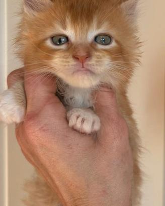 Maine coon pedigree ANFI