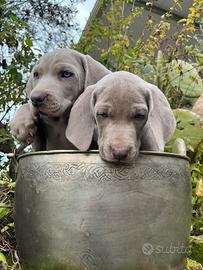 Cuccioli puri di Weimaraner