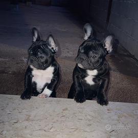 Cuccioli Bulldog Francese