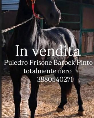 Frisone
