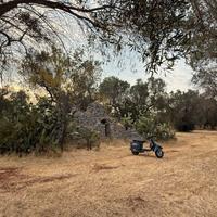 Trullo tipico pugliese con ulivi secolari