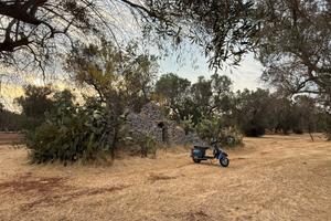 Trullo tipico pugliese con ulivi secolari