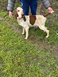 Bracco italiano stallone