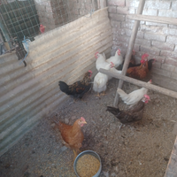 Galletti /pulcinotti/ polli