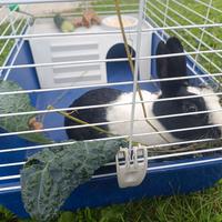 coniglio nano con gabbia 