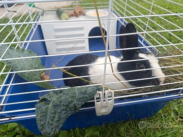 coniglio nano con gabbia 