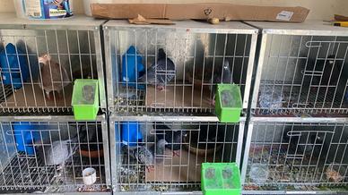 Colombi razza spagnola