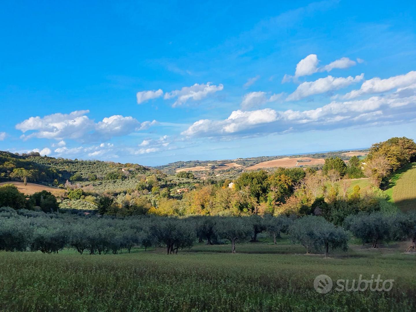 Terreno agricolo con olivi annessi - Vista 3