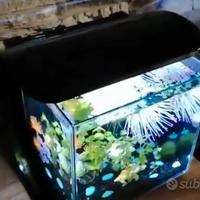 Acquario design Tetra tank