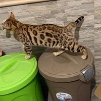 Gatto bengala recupero spese