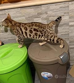 Gatto bengala recupero spese