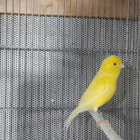 Gabbie uccelli da 90
