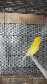 Gabbie uccelli da 90