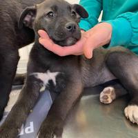 Cane dolce con vaccino adotta solo maggiorenni