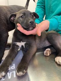 Cane dolce con vaccino adotta solo maggiorenni