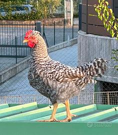 Gallo galletto galline ornamentali