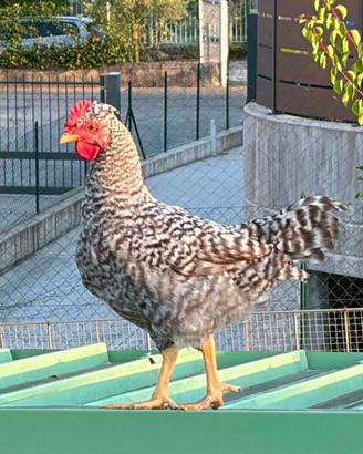 Gallo galletto galline ornamentali