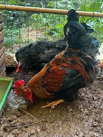 Gallo Marans