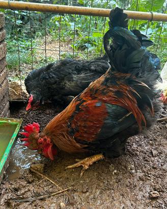 Gallo Marans