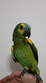 Pappagallo parlante fronte blu Amazzone