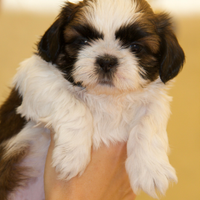 Shih Tzu