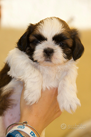 Shih Tzu