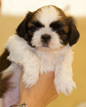 Shih Tzu