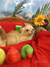 Disponibile Chihuahua Femminuccia Rossiccia