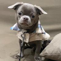 Chiwawa pronto per monta