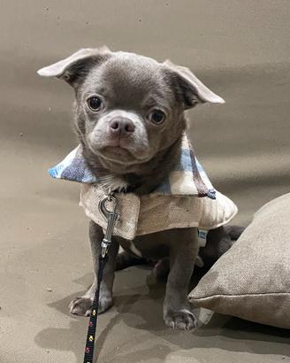 Chiwawa pronto per monta