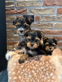 Cuccioli Yorkshire