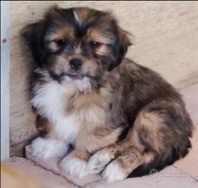 Shih-tzu