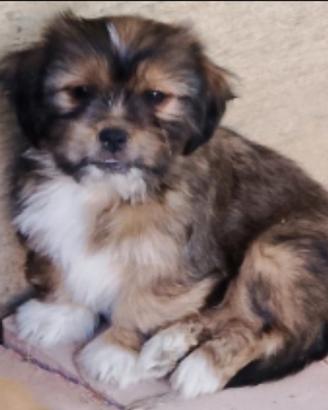 Shih-tzu