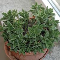 Haworthia variegada, Pianta succulenta