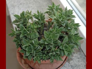 Haworthia variegada, Pianta succulenta