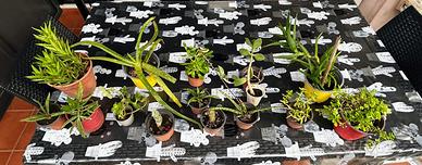 Lotto di 15 Piantine grasse/succulente