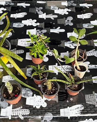 Lotto di 15 Piantine grasse/succulente