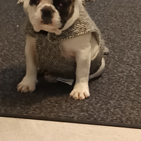 Cuccioli di bulldog francese pedigree Enci