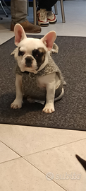 Cuccioli di bulldog francese pedigree Enci