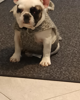 Cuccioli di bulldog francese pedigree Enci