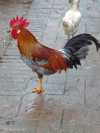 Gallo da riproduzione