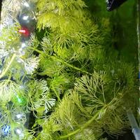 Limnophila sessiflora