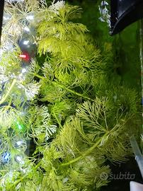 Limnophila sessiflora