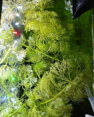 Limnophila sessiflora