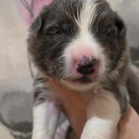 Border collie