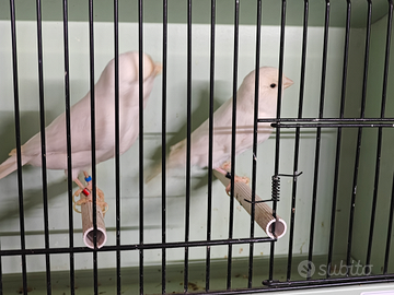 Canarini bianchi recessivi