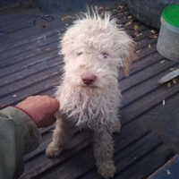 Lagotto romagnolo